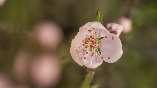时光流逝开了一朵粉红的桃花，从花蕾到全开，近观，4K版。视频素材