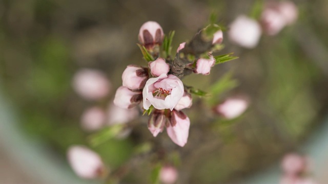 时光流逝开了一朵粉红的桃花，从花蕾到全开，近观，4K版。视频素材