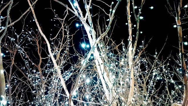 圣诞和情人节的树，银光闪闪，慢镜头，爱的概念视频下载