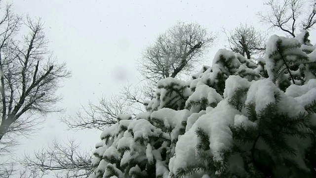 雪冷杉，雪花与特写，圣诞的样子视频素材