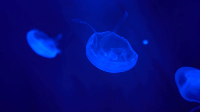 水下世界的荧光水母，发光的水母漂浮在水中视频素材