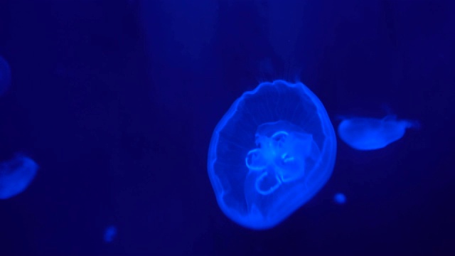 在蓝色背景下，月亮水母缓慢地漂浮在水下深处视频下载