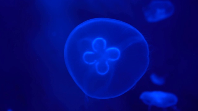水母Aurelia缓慢地漂浮在水柱中，水下世界视频素材
