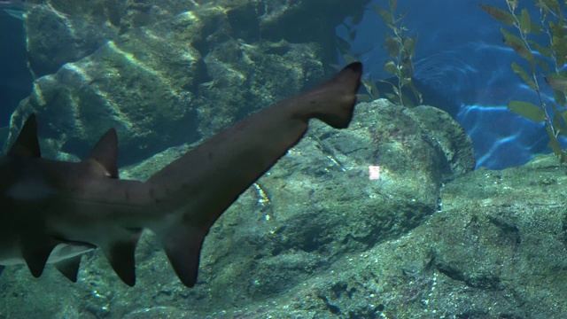 漂浮在大石头上的鲨鱼，海洋中危险的捕食者视频素材