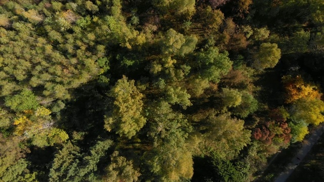 飞过秋天的森林视频素材