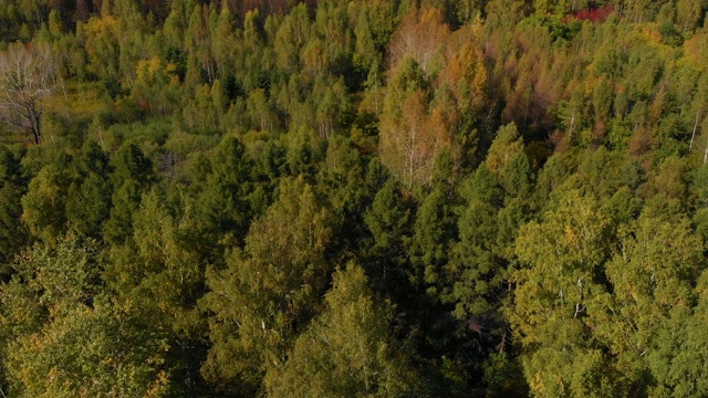 秋天的彩色森林与冷杉和桦树视频素材