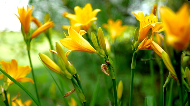 美丽的花是黄色的百合视频下载