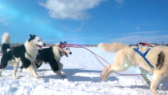 由狗驾驭的哈士奇犬和人一起拉雪橇，慢动作，视频循环播放视频素材