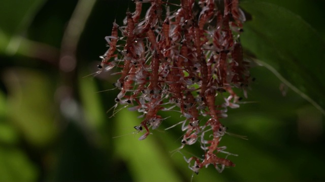 兰花螳螂若虫从卵箱孵化，英国视频下载