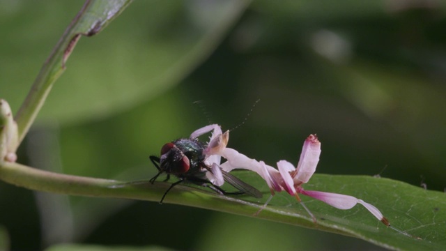 兰花螳螂若虫被苍蝇猎物从叶子上拖下来。摄于英国视频素材