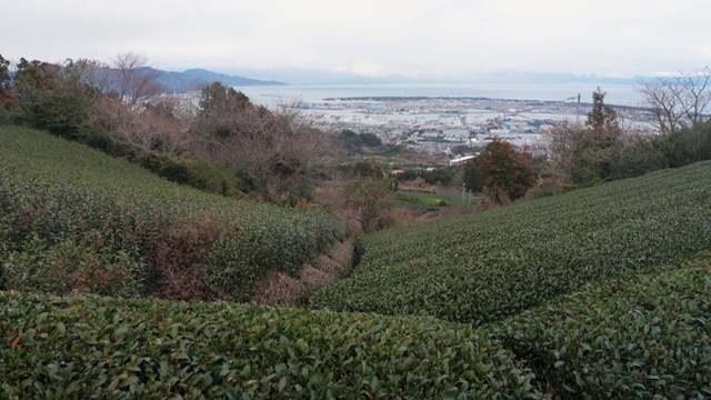 静冈县的绿茶农场和顶视图视频素材