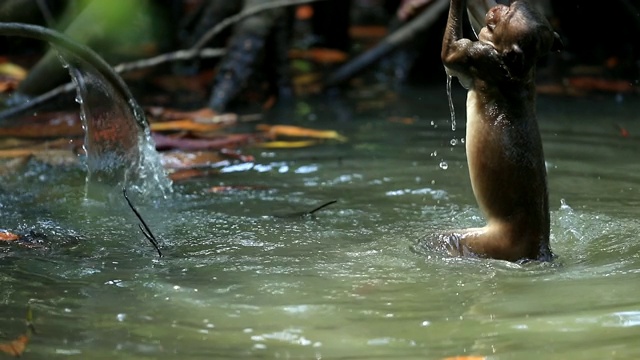 猴子在河里嬉戏游泳的场景，猴子在大自然中嬉戏可爱的场景，慢镜头视频下载