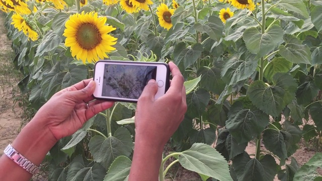 用智能手机拍一张向日葵的照片视频下载