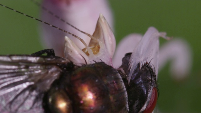 兰花螳螂以挣扎的苍蝇猎物为食，英国视频素材