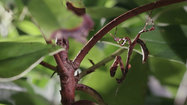 枯叶螳螂的蛹在树叶中，英国视频素材