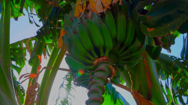 阳光穿过树上的香蕉视频下载