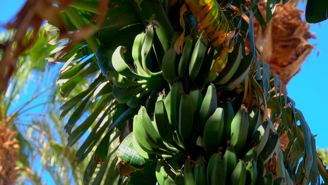 香蕉树叶和水果视频下载