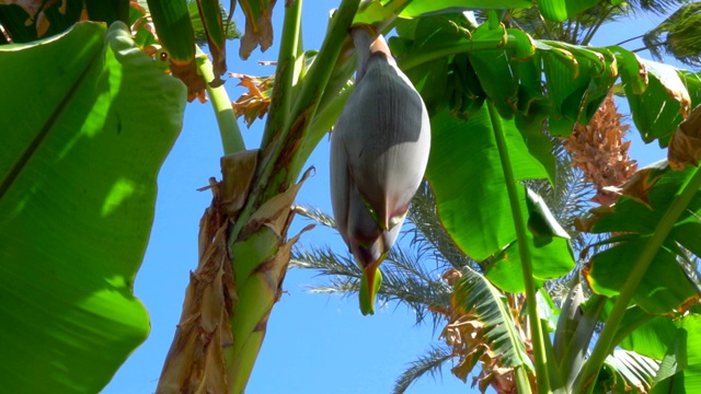 香蕉树上的一个花水果的特写视频下载
