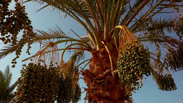一种椰枣的绿色果实视频素材