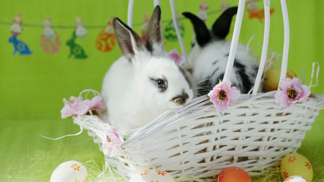 两只复活节小兔子在白色的篮子里，上面有装饰好的彩蛋视频素材