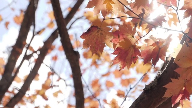 阳光透过秋天的枫树在公园视频素材