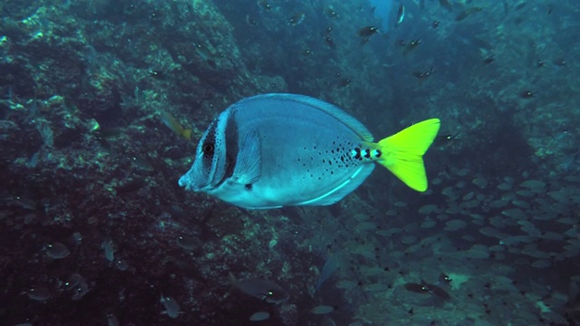 在加勒比海的鱼类海底景观视频素材
