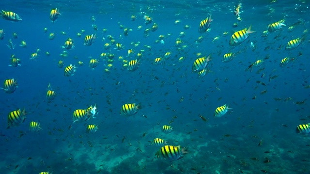 在加勒比海的鱼类海底景观视频素材