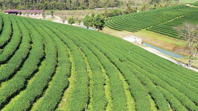 绿茶种植梯田鸟瞰图。农业和收获概念视频下载