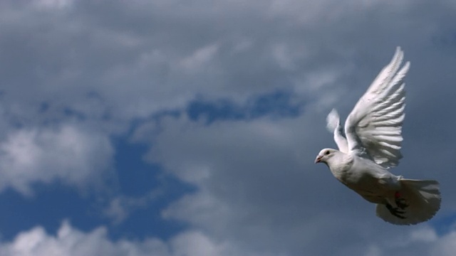 鸽子飞过天空，慢镜头视频下载
