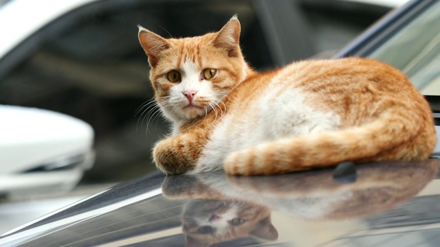 可爱的姜黄色虎斑猫躺在车上，警觉地环顾四周，目不转睛地盯着自己的眼睛，4K电影，慢动作。视频素材