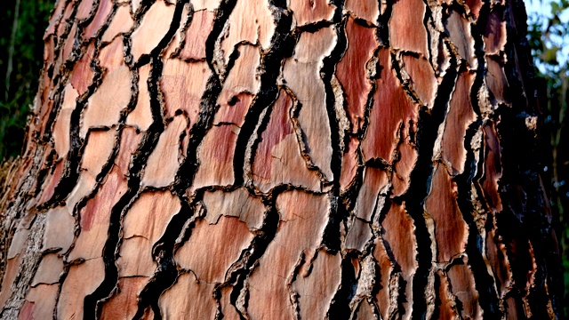 红色纹理的松树树皮视频下载