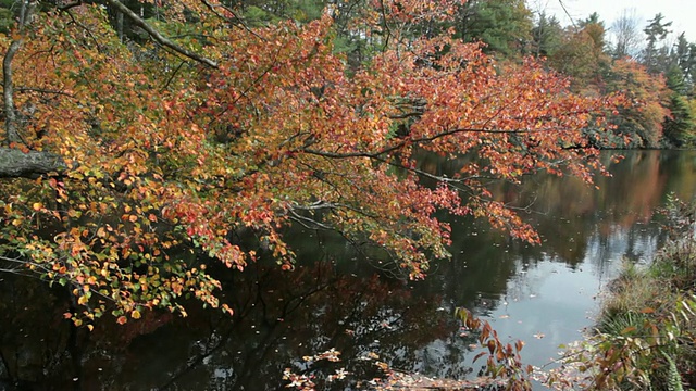 秋季湖视频素材