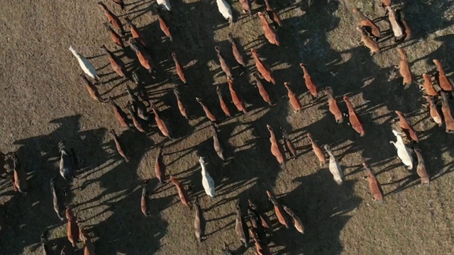 直接俯瞰安纳托利亚的野马视频素材