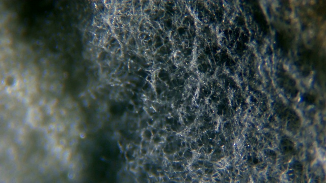 在显微镜下，从腐烂的番茄中取出的霉菌。番茄上带孢子的霉菌菌落。过敏、中毒、真菌。视频素材