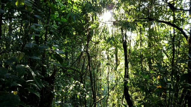 4K视频低角度摄影拍摄的太阳闪烁的闪光透过树林窥视。美丽的阳光与镜头耀斑和阳光照射在树木的天然绿叶。视频素材