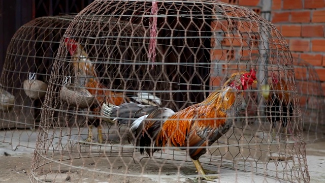 在西贡市的食品市场等待出售的公鸡。视频素材