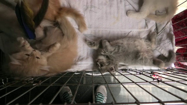 三只小猫在笼子里玩耍视频素材