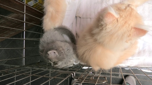 宠物店里的土耳其安哥拉猫视频素材