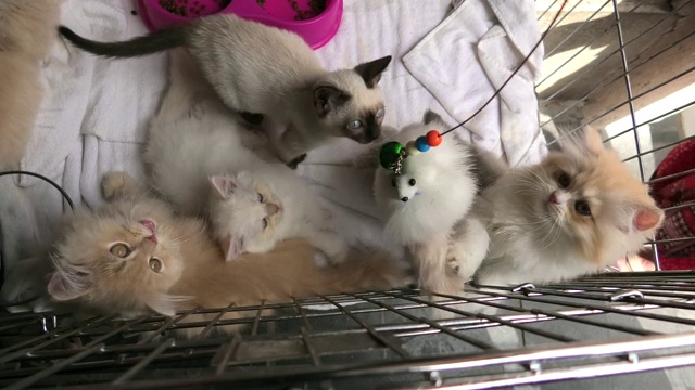五只小猫在笼子里看和玩视频素材