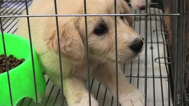 笼子里的小狗狗视频素材