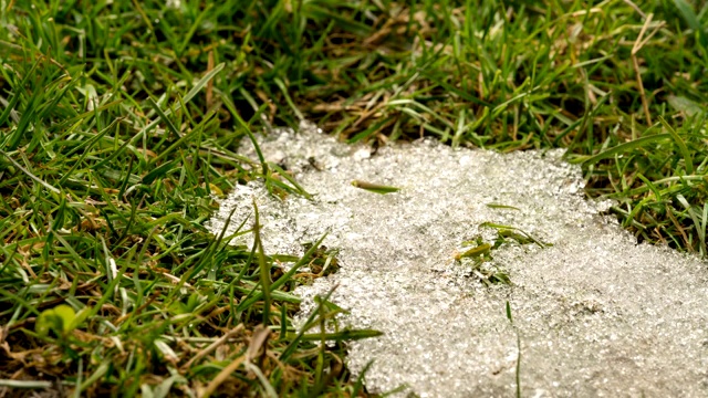 春天里，绿草地上的雪融化了视频素材
