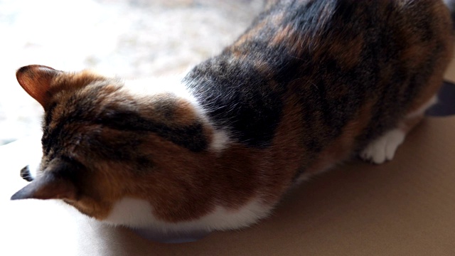 猫在一个有洞的纸板箱上玩耍视频下载