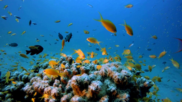 热带珊瑚园橙鱼视频素材