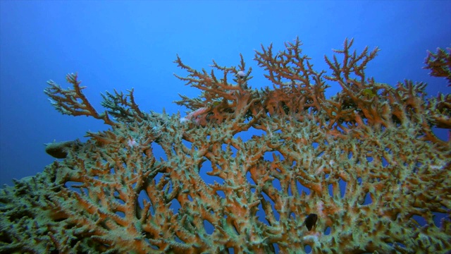 海底硬珊瑚视频素材
