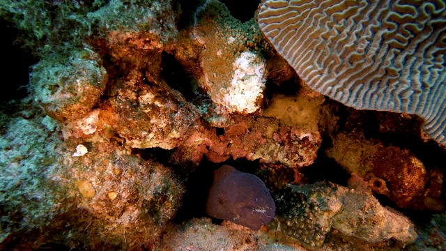 红海巨型海鳗视频素材