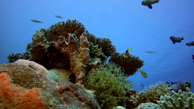热带珊瑚礁小丑鱼视频素材