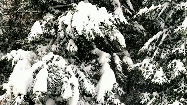 大雪覆盖的树木在佛蒙特州视频素材
