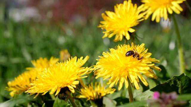 一只蜜蜂在蒲公英上采集花蜜然后飞走了，慢镜头60帧/秒视频素材