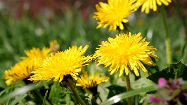蒲公英黄色的花盛开在初春阳光明媚的日子。60 fps射击。视频素材