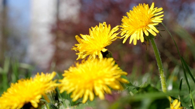 蒲公英黄色的花盛开在初春阳光明媚的日子。60 fps视频素材